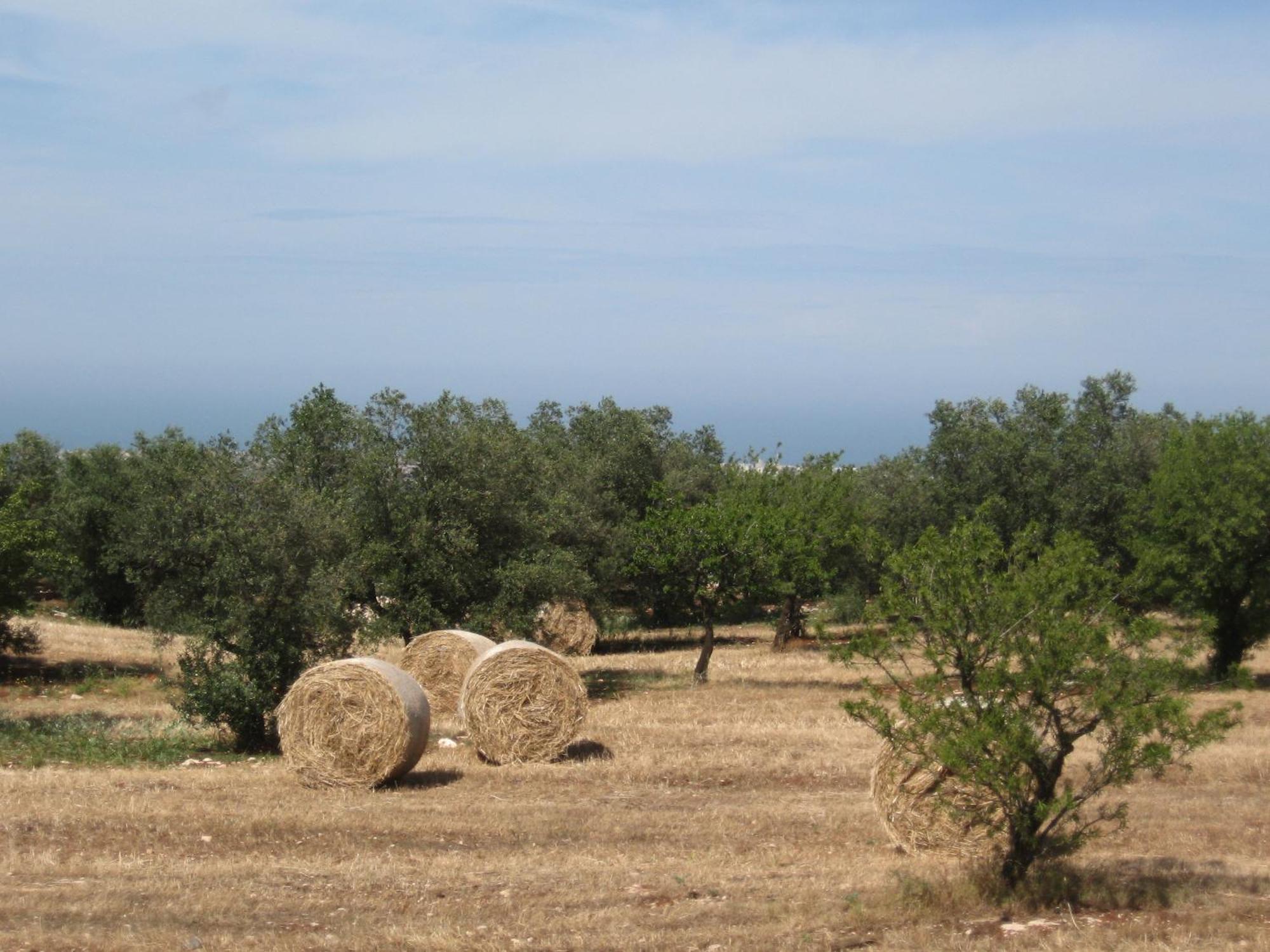 B&B Cinque Stalle Monopoli Bagian luar foto